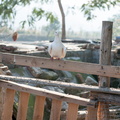 護生園區內的白鴿