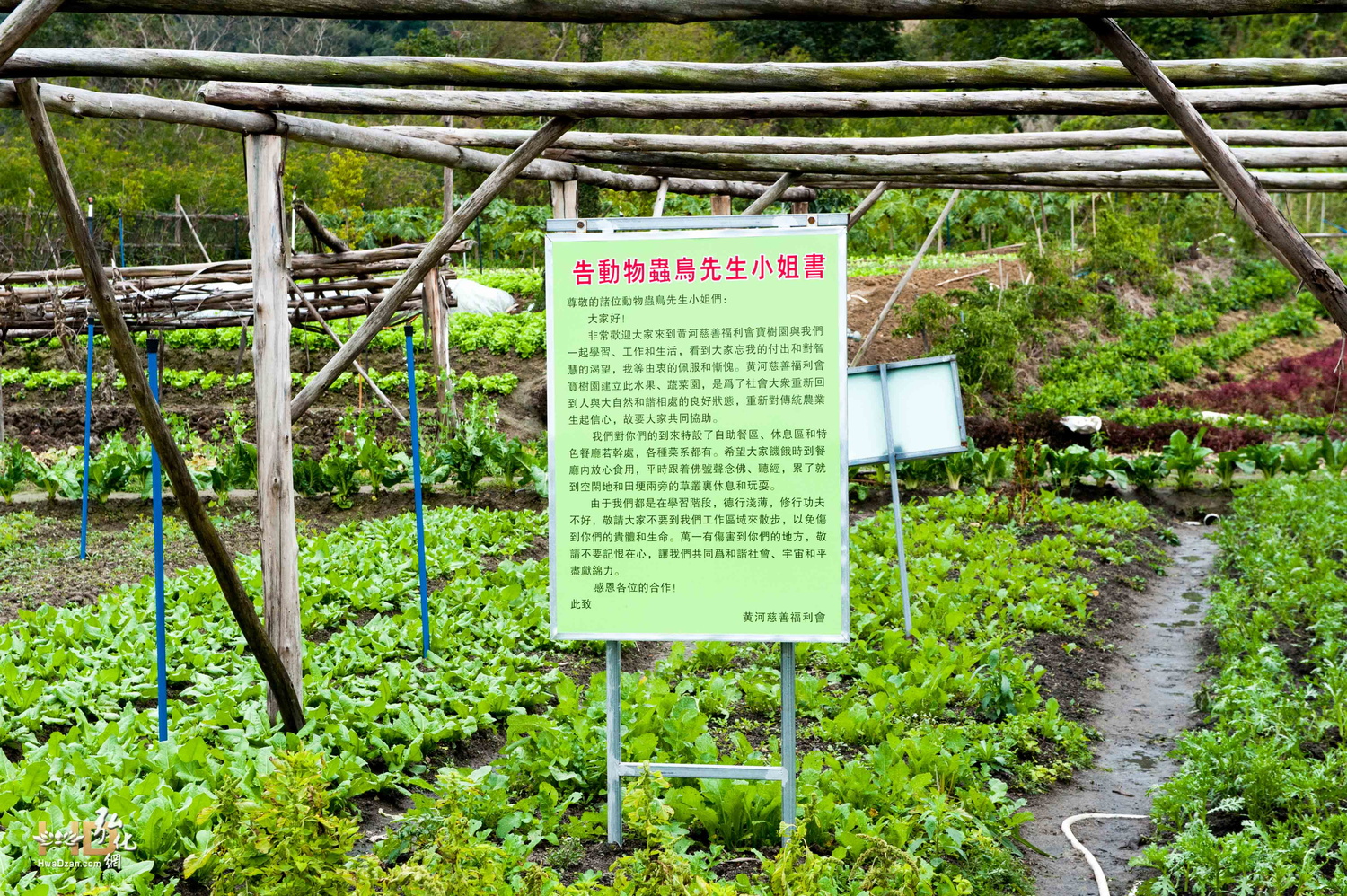 寶樹園內的有機菜園