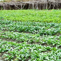 寶樹園內的有機菜園