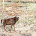 護生園區內的野生動物「梅花鹿」