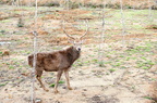 護生園區內的野生動物「梅花鹿」