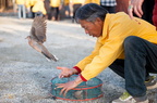 鳥兒重獲自由