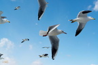松島灣內展翅高飛的海鷗群